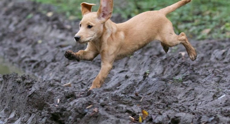 Adorable Labrador Puppies for Sale – Vaccinated & Healthy!